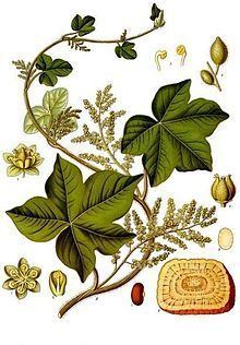 Menispermaceae Menispermaceae Wikipedia