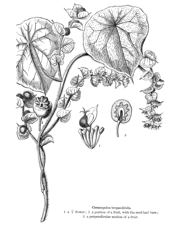 Menispermaceae Angiosperm families Menispermaceae Juss