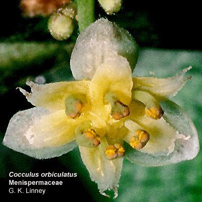 Menispermaceae Flowering Plant Families UH Botany