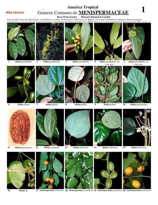 Menispermaceae Common Genera of Menispermaceae Field Guides