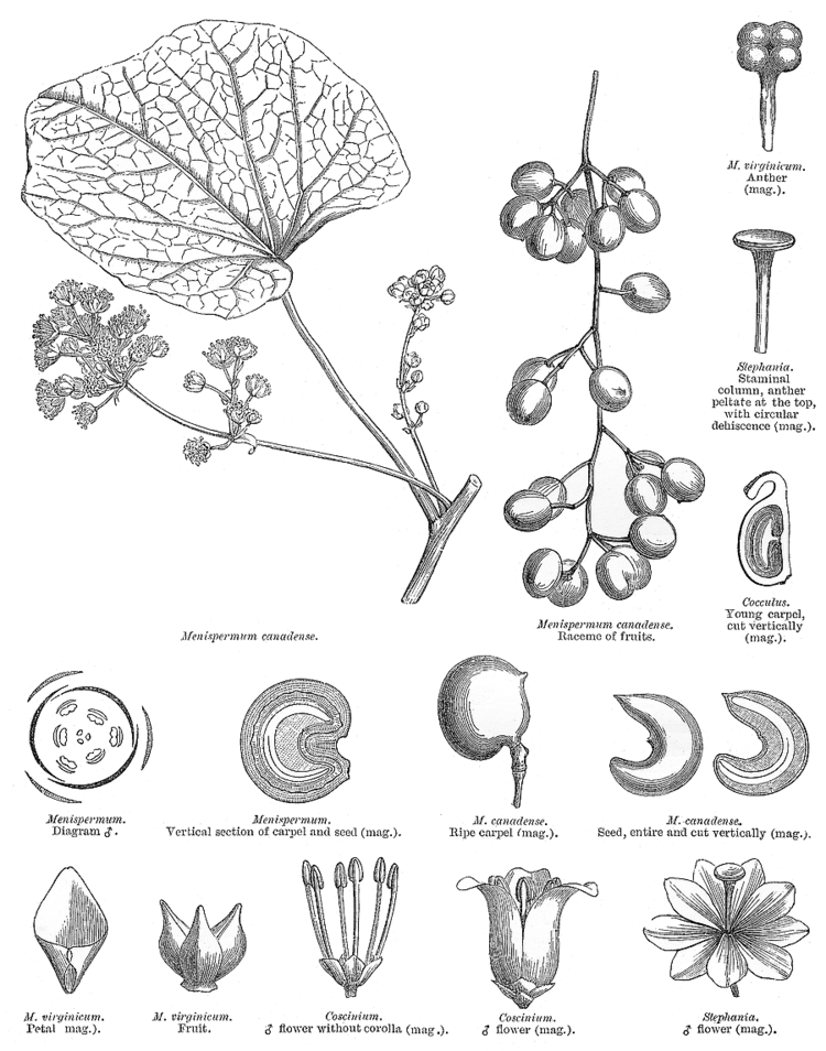 Menispermaceae deltaintkeycomangioimagesmenis200gif