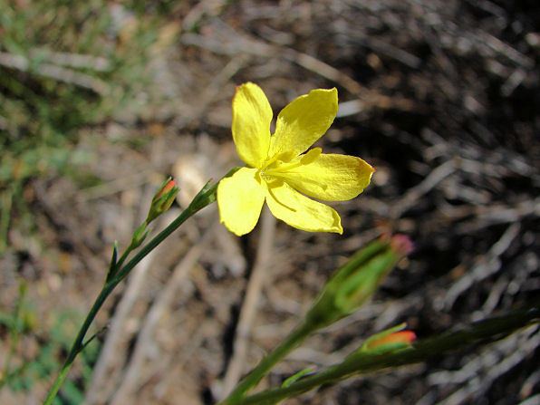 Menodora Yellow Menodora Menodora scabra Arizona Wild Flowers Pictures