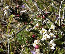 Menodora spinescens httpsuploadwikimediaorgwikipediacommonsthu