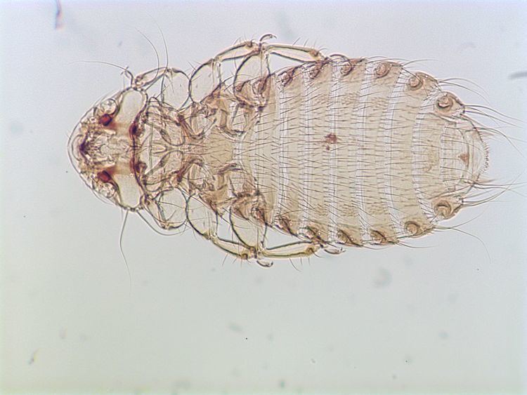 Menoponidae Lice Phthirapterainfo