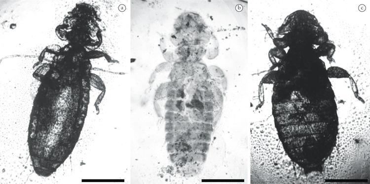 Menoponidae First records of chewing lice Phthiraptera Menoponidae in Pacific