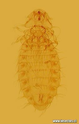 Menoponidae Fotografias de Insectos Nombre Cientifco Menopon gallinae
