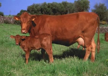 Menorquina (cattle) Raza bovina MENORQUINA Catlogo oficial de razas Razas Razas