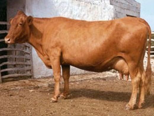 Menorquina (cattle) httpsuploadwikimediaorgwikipediacommonsaa