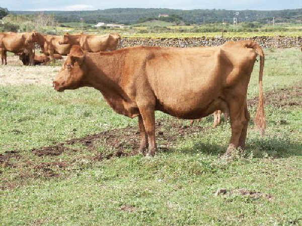 Menorquina (cattle) Razze bovine Menorquina
