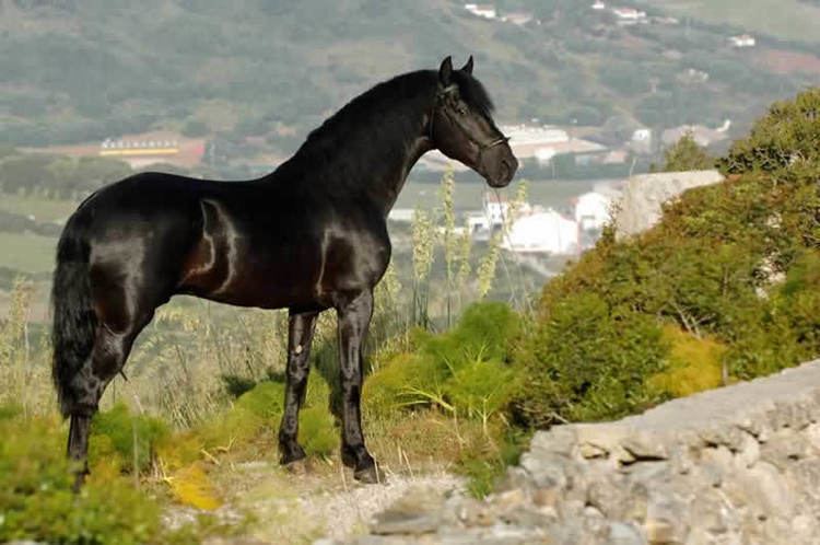 Menorquín horse 1000 images about Menorquin horse on Pinterest Spanish Google
