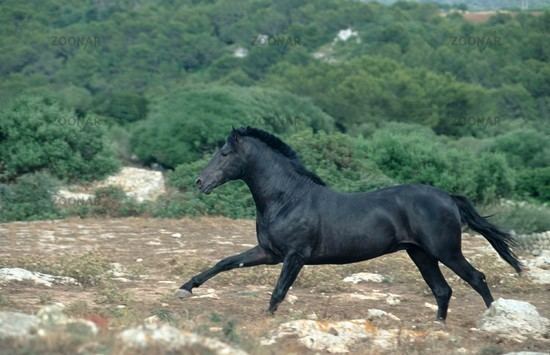 Menorquín horse Menorquin Horse Info Origin History Pictures Horse Breeds