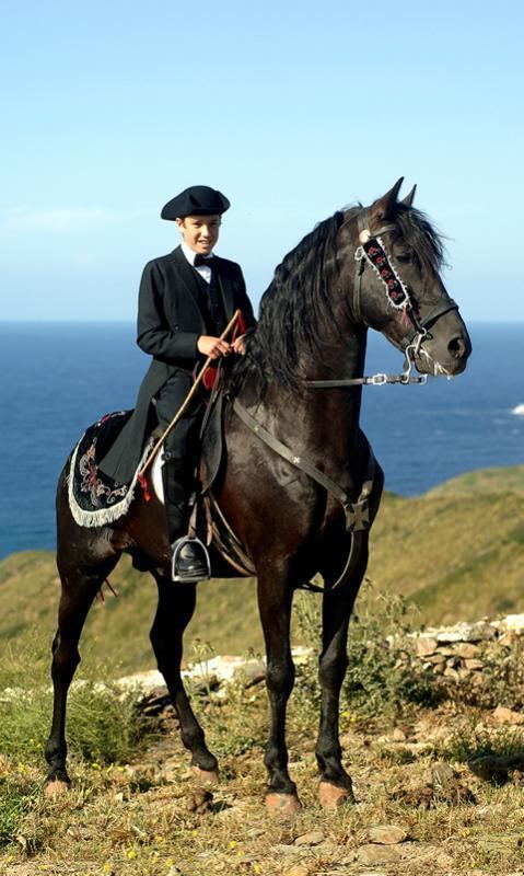 Menorquín horse wwwmenorcahorsescomsitesdefaultfilesstylesl