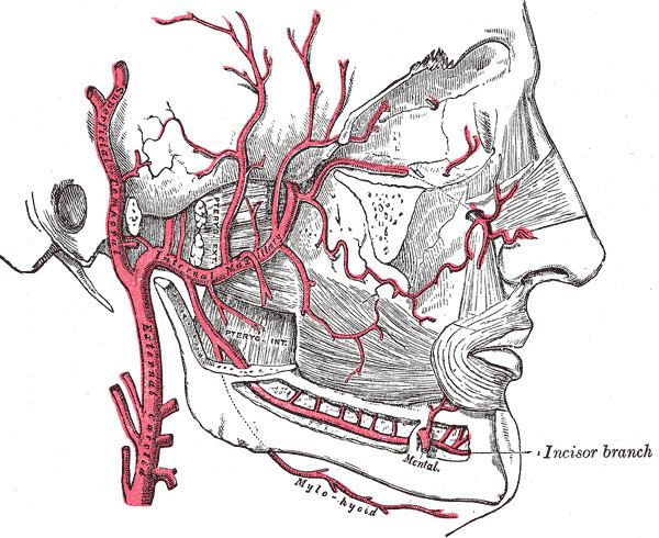 Mental branch of inferior alveolar artery