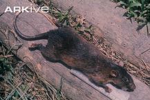 Mentawai long-tailed giant rat cdn1arkiveorgmedia0202C3386330104D009BFA9