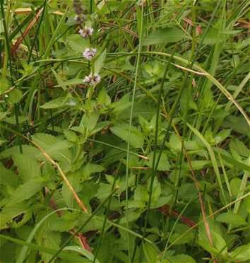 Mentha × gracilis Online Virtual Flora of Wisconsin Mentha X gracilis