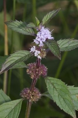 Mentha canadensis Mentha canadensis Useful Tropical Plants