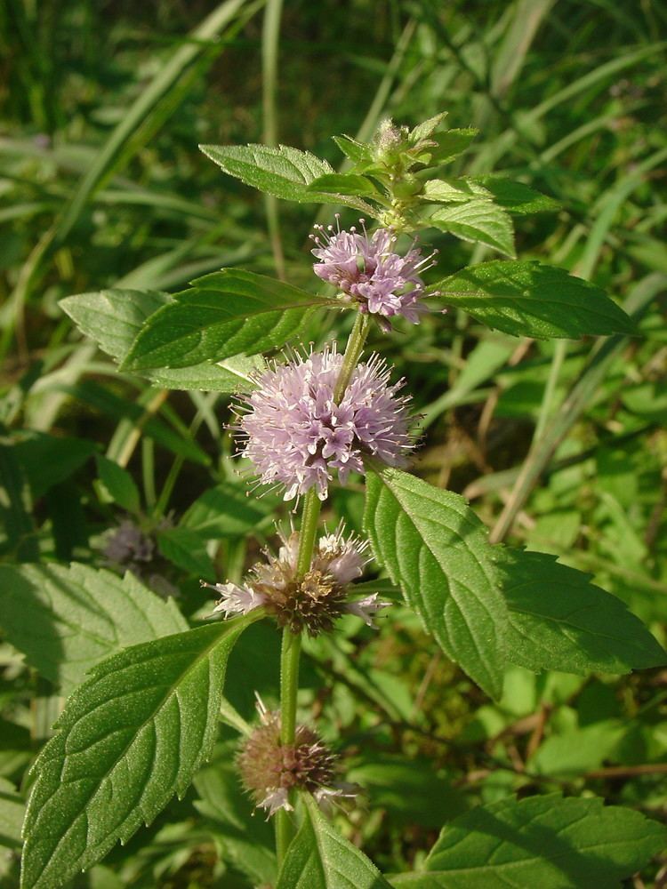 Mentha canadensis Mentha canadensis American wild mint Go Botany