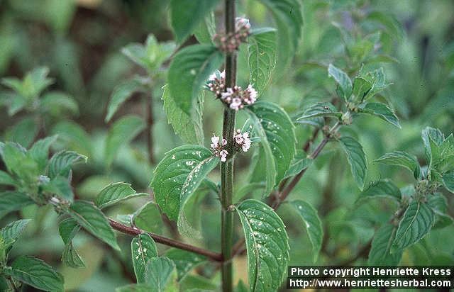 Mentha canadensis Photo Mentha canadensis 2 Henriette39s Herbal Homepage