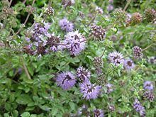 Mentha pulegium httpsuploadwikimediaorgwikipediacommonsthu