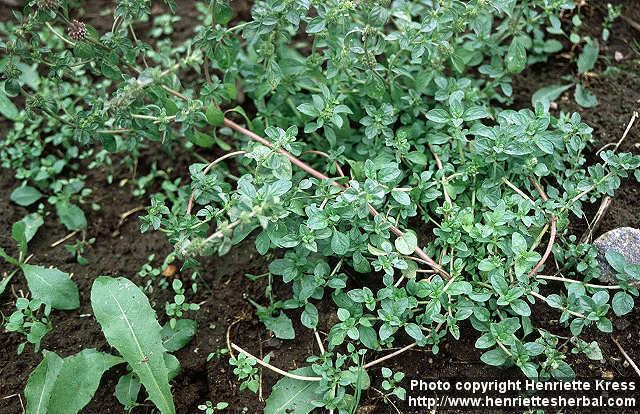 Mentha pulegium Photo Mentha pulegium 0 Henriette39s Herbal Homepage