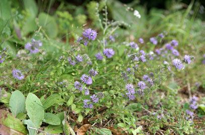 Mentha pulegium Mentha pulegium pennyroyalRHS Gardening