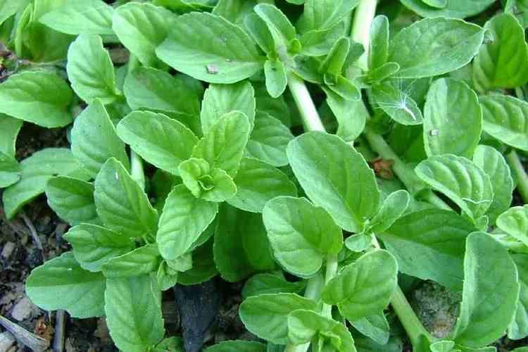 Mentha pulegium Mentha pulegium