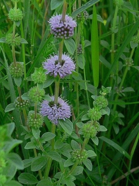 Mentha pulegium Mentha pulegium Plantinfo EVERYTHING and ANYTHING about plants in SA