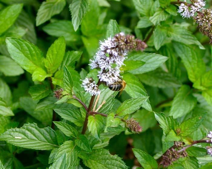 Mentha pulegium GardensOnline Mentha pulegium