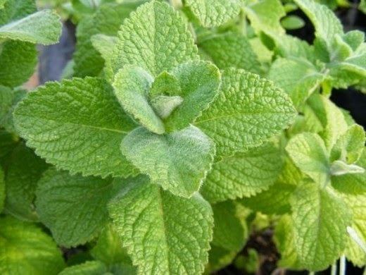 Mentha suaveolens Benefits And Nutrition Of Apple Mint Herb Mentha Suaveolens For