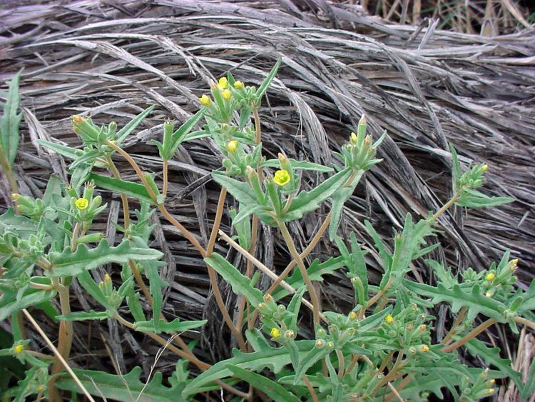 Mentzelia albicaulis Vascular Plants of the Gila Wilderness Mentzelia albicaulis