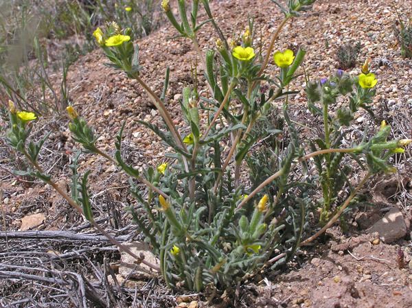 Mentzelia albicaulis Southwest Colorado Wildflowers Mentzelia