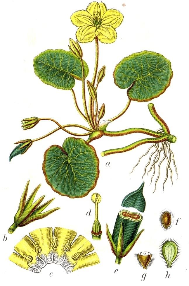 Menyanthaceae FileMenyanthaceae sp Sturm5jpg Wikimedia Commons