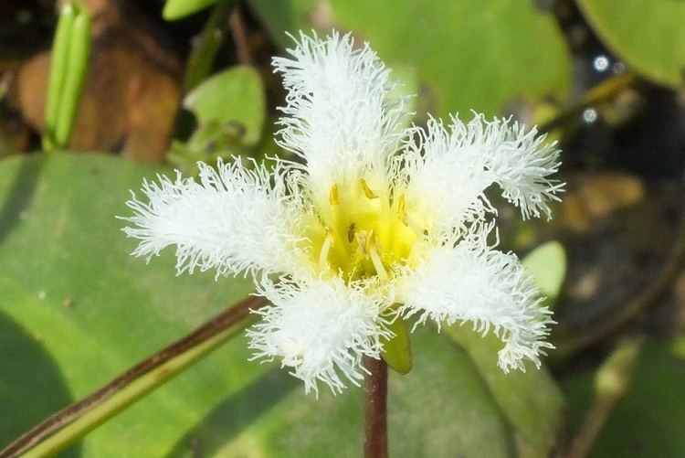 Menyanthaceae MENYANTHACEAE Pybio Paraguay Biodiversidad