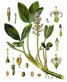 Menyanthaceae httpsuploadwikimediaorgwikipediacommonsthu
