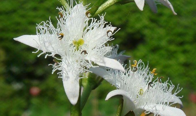 Menyanthes Bogbean Medicinal Uses Side Effects and Benefits
