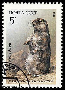 Menzbier's marmot httpsuploadwikimediaorgwikipediacommonsthu
