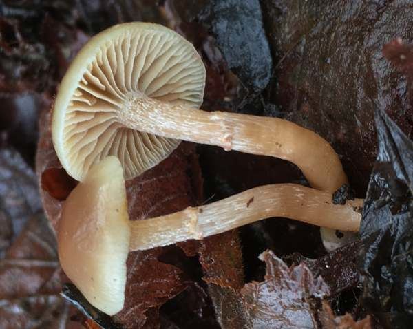 Meottomyces Meottomyces dissimulans winterfruiting woodland Mushroom