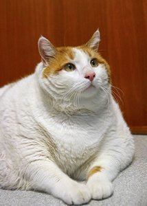 Meow (cat) httpsuploadwikimediaorgwikipediaenff5Meo