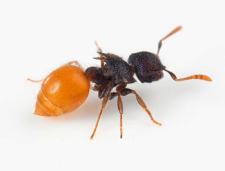 Meranoplus Ants Kalytta Buy ants at our Ant Shop Australia