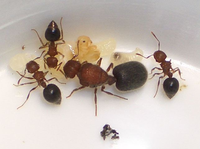 Meranoplus Ants Kalytta Meranoplus sp