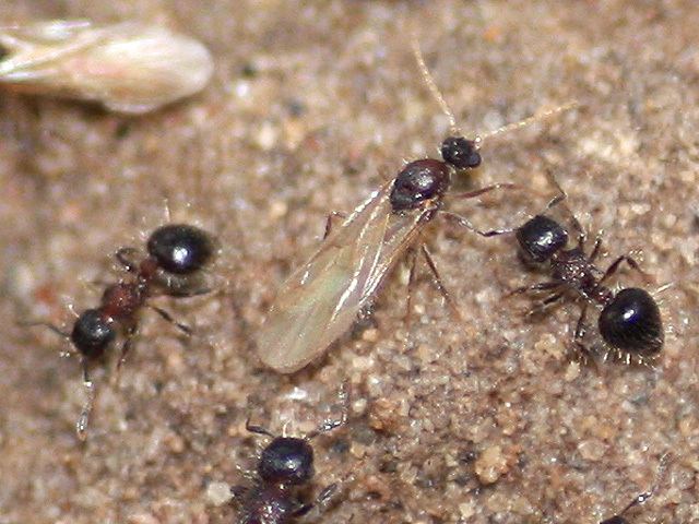 Meranoplus Ants Kalytta Meranoplus bicolor