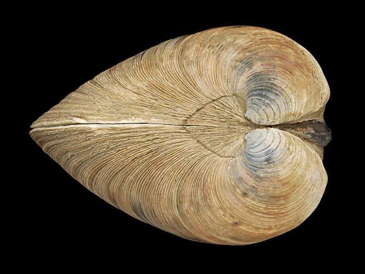 Mercenaria MarLIN The Marine Life Information Network Hardshell clam