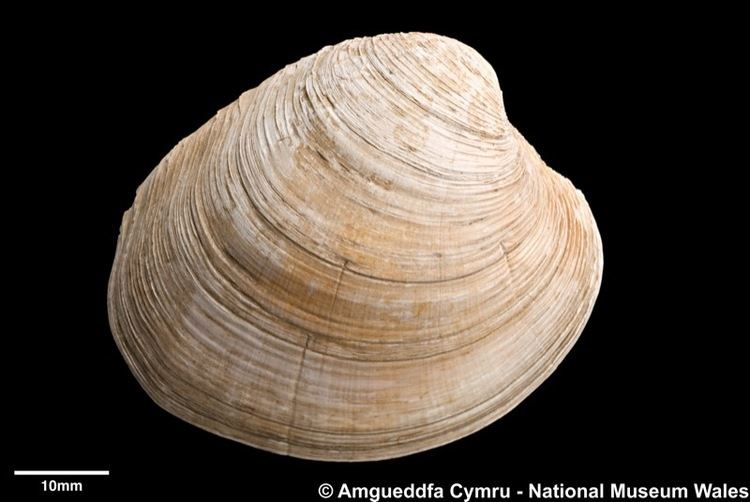 Mercenaria Mercenaria mercenaria Linnaeus 1758 Marine Bivalve Shells of