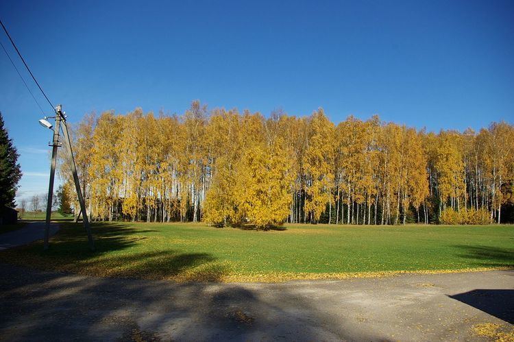 Meremäe birch grove