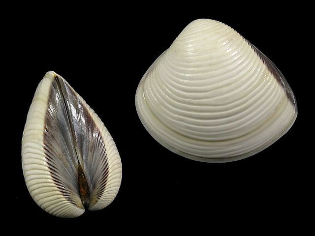 Meretrix lyrata Meretrix lyrata Meretrix lyrataVeneridaeMarine BivalvesShells