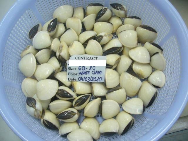 Meretrix lyrata Clam Meretrix Lyrata Clam Meretrix Lyrata Suppliers and