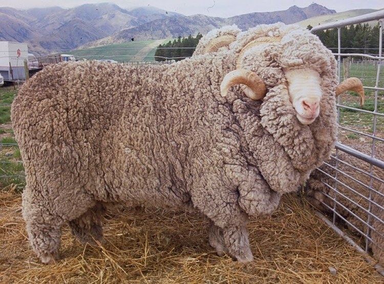 Merino Booroola Merino Sheep Sheep Breeds Raising Sheep