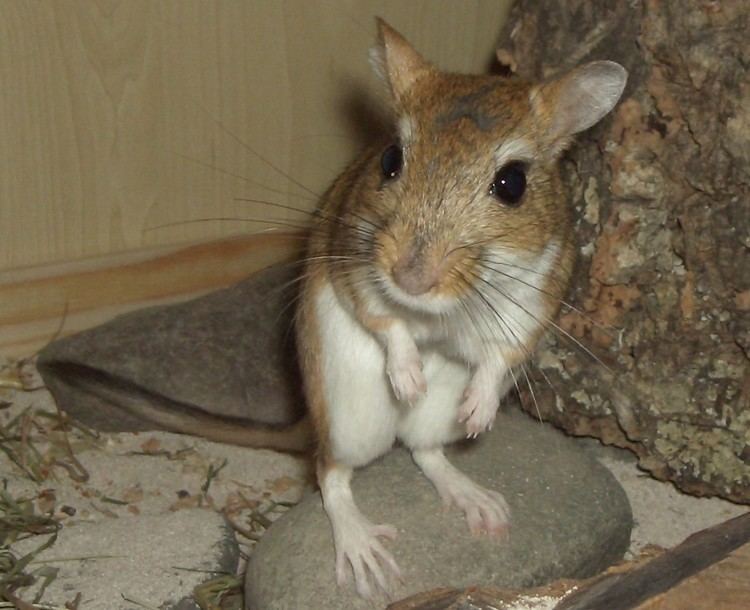 Meriones (rodent) httpsuploadwikimediaorgwikipediacommons88