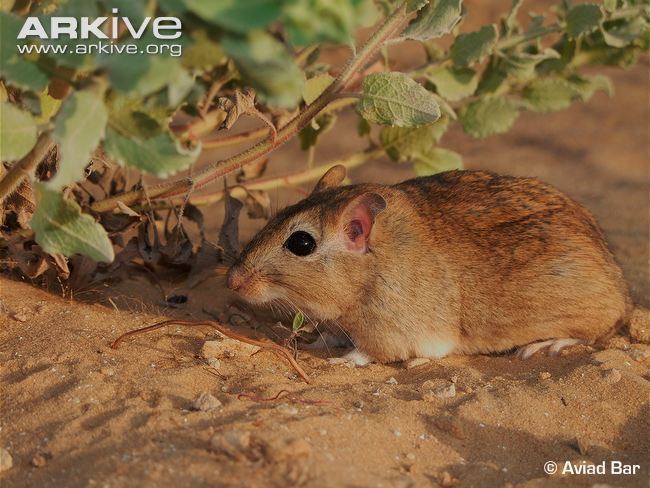 Meriones (rodent) Rats Mice Voles and Lemmings family muridae videos photos and
