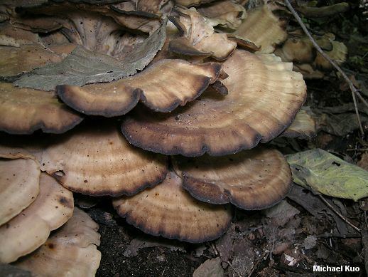 Meripilus Meripilus sumstinei MushroomExpertCom